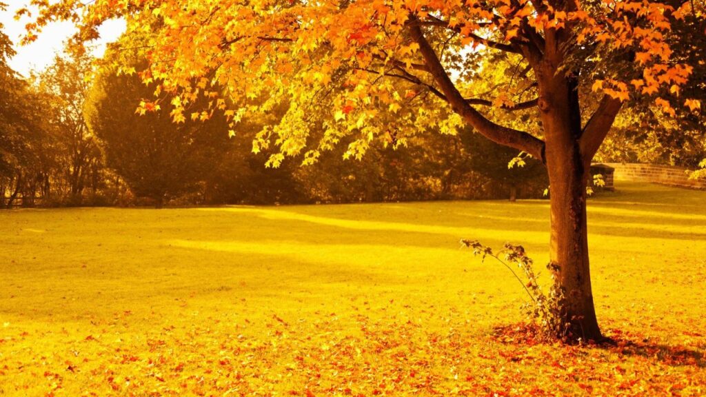 Home Depot Trees – Huge Selection & Top Deals on Shade